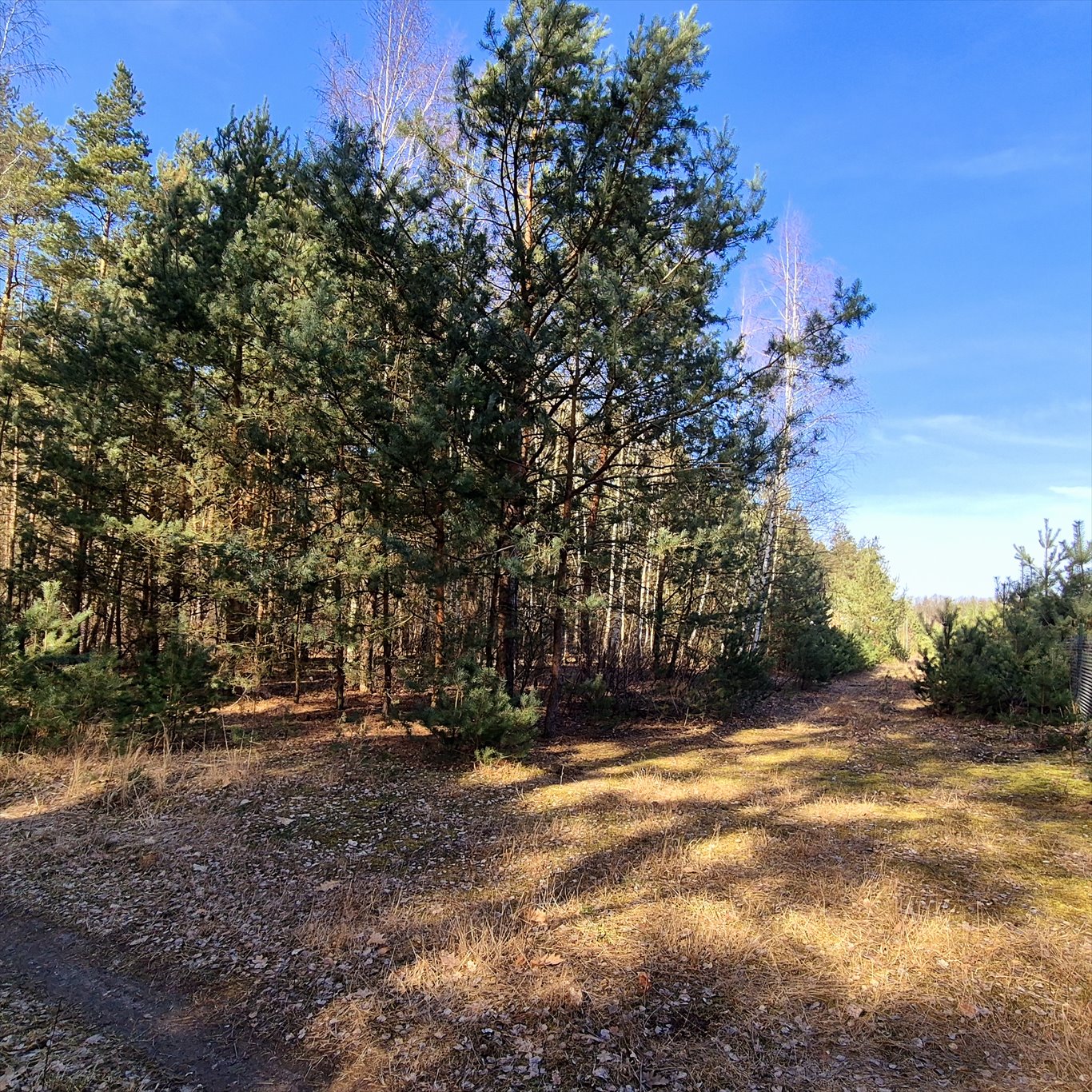 Magazyn na sprzedaż Strobów  200m2 Foto 6