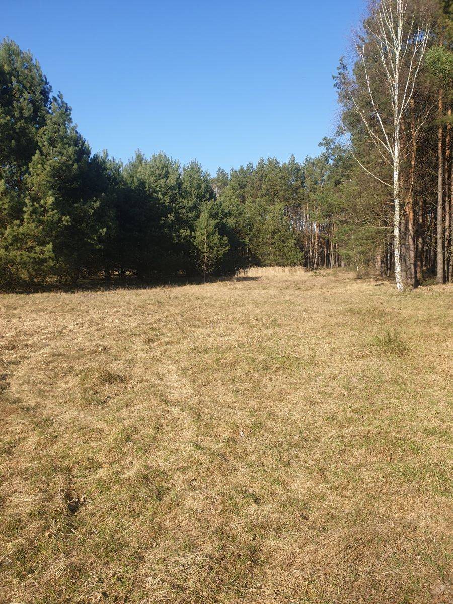 Malownicza działka 3000 m² pod domek letniskowy w lesie Grubsko  3 000m2 Foto 1
