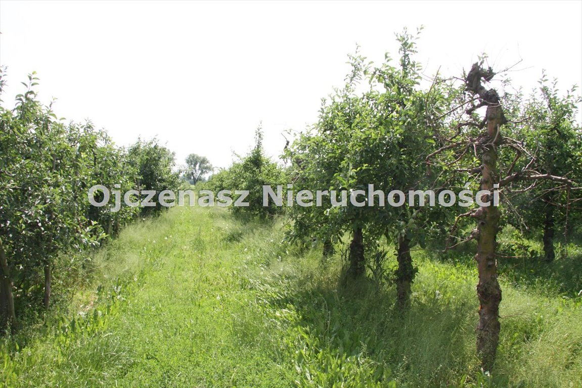 Działka rolna z sadem, media, 3 201 m2, Wtelno Wtelno  3 201m2 Foto 1