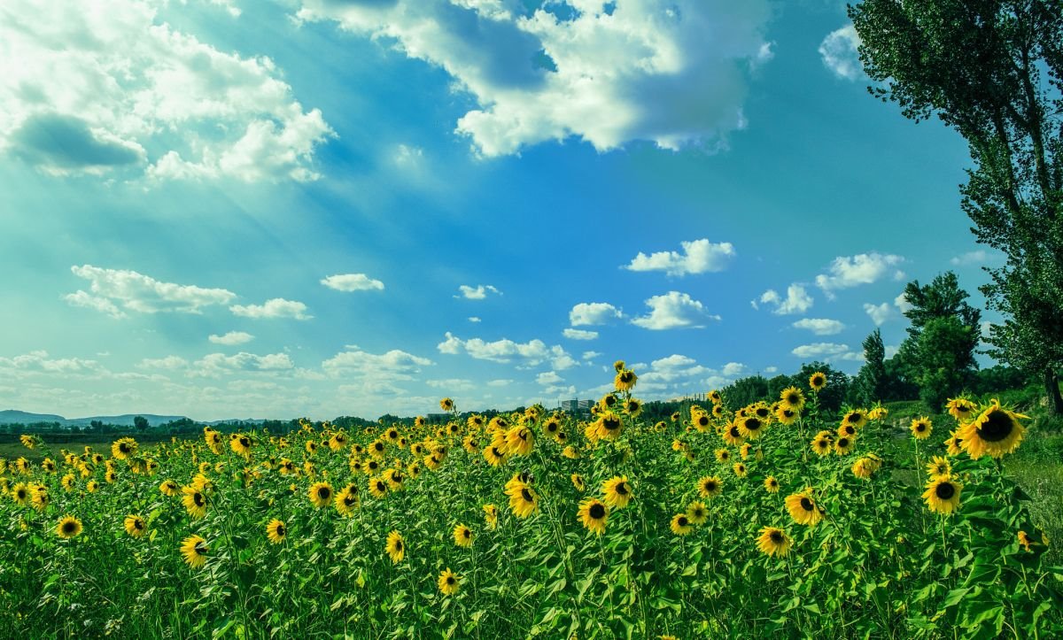 Działka gospodarstwo rolne na sprzedaż Lipina  4 700m2 Foto 3