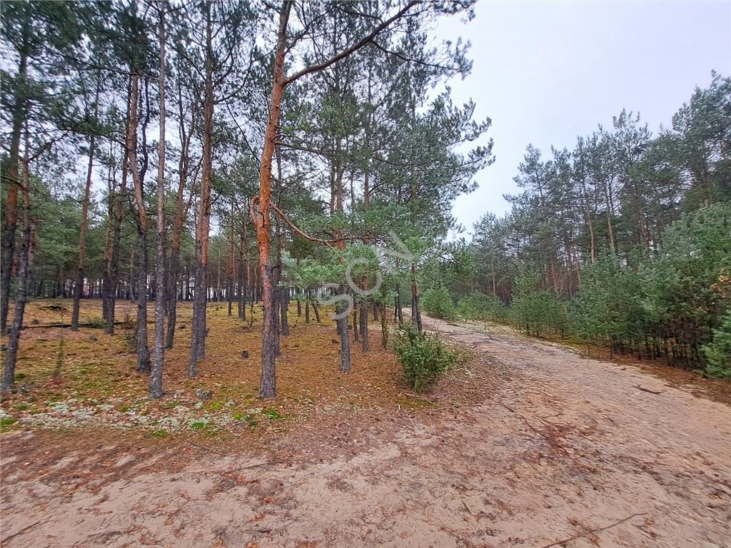 Działka leśna na sprzedaż Michałów-Reginów  1 897m2 Foto 7