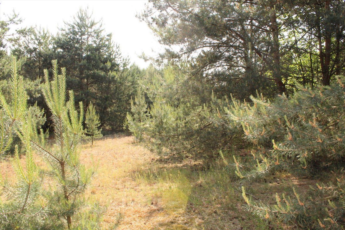 Działka budowlana na sprzedaż Gola  1 003m2 Foto 4