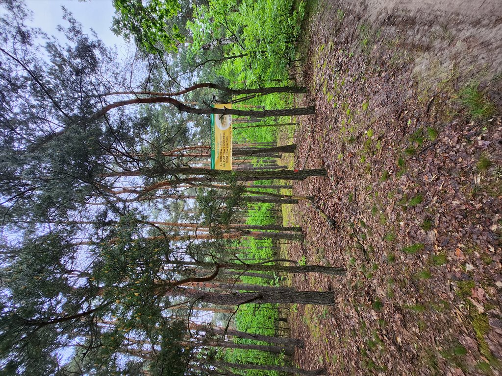 Działka leśna na sprzedaż Borzęcin Duży  3 300m2 Foto 9