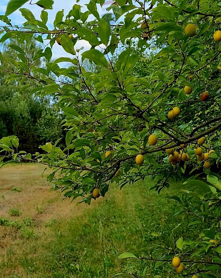 Działka rolna na sprzedaż Wólka Kościeniewicka  11 204m2 Foto 3