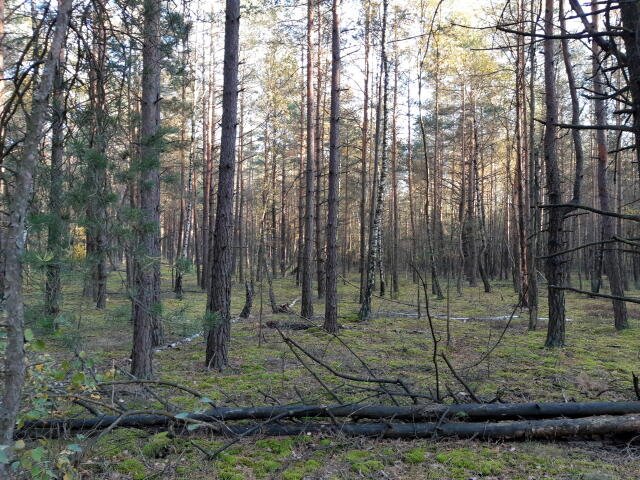 Działka leśna na sprzedaż Kąty  4 100m2 Foto 1