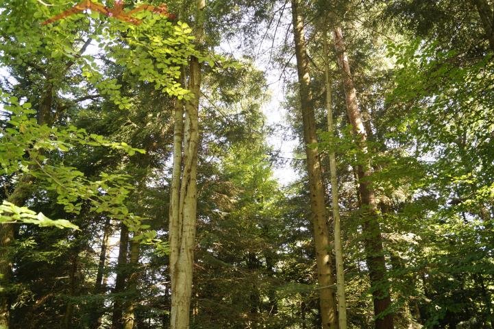 Działka leśna 15 100 m² w Pietruszej Woli, prywatność Pietrusza Wola  15 100m2 Foto 1