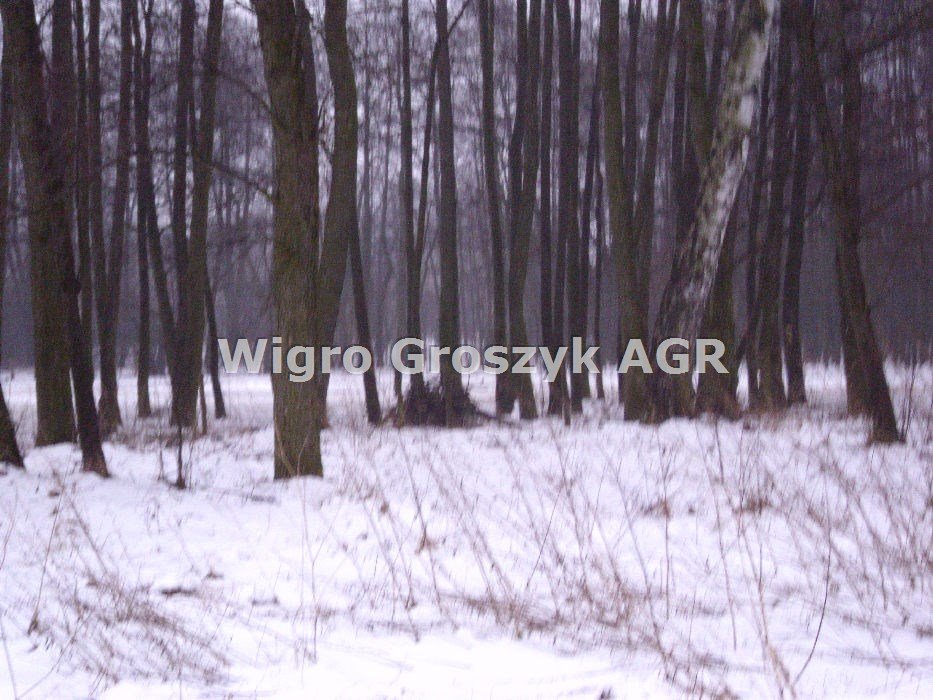 Działka 22 000 m² w Kampinosie – blisko natury i dzikiej przyrody Kirsztajnów  22 000m2 Foto 1