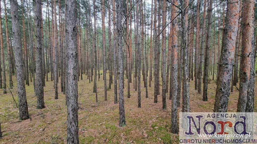 Leśna działka 2,61 ha z dostępem do mediów i asfaltowym dojazdem Sztabin  26 100m2 Foto 1