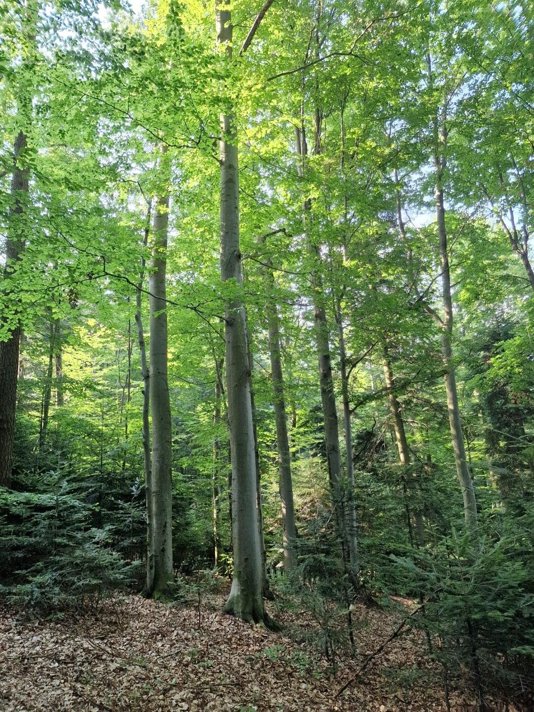 Działka leśna na sprzedaż Jodłówka Tuchowska  21 600m2 Foto 11