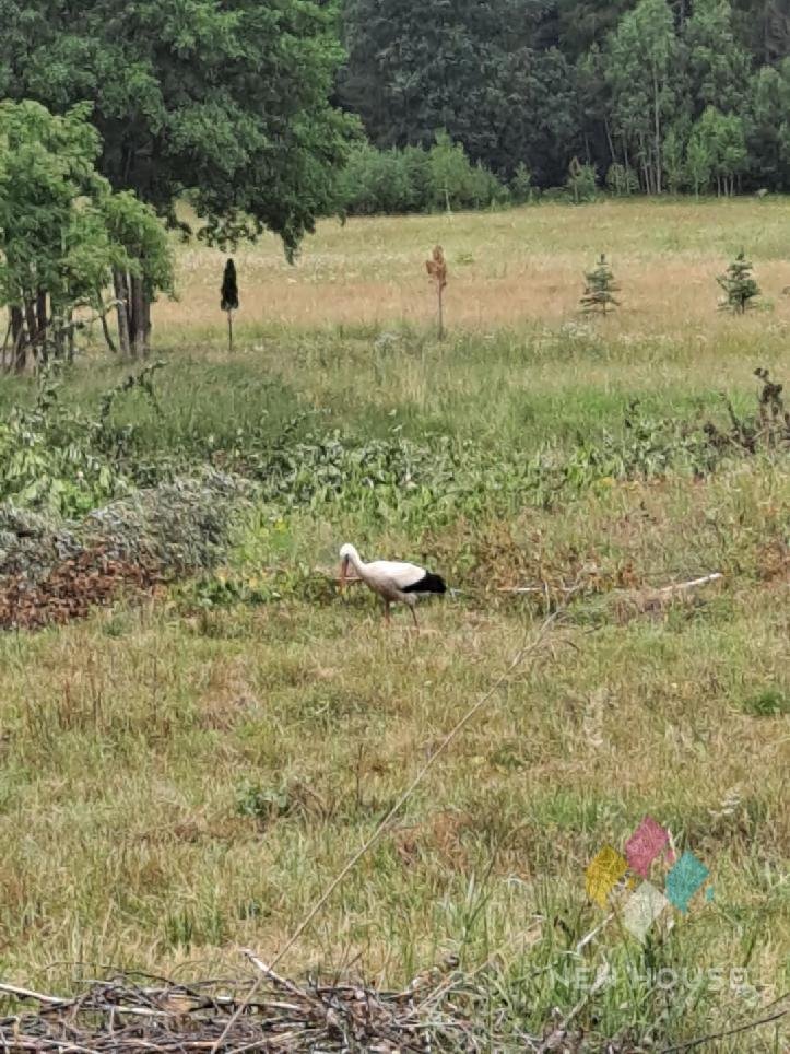 Działka rolna na sprzedaż Różnowo  3 824m2 Foto 8