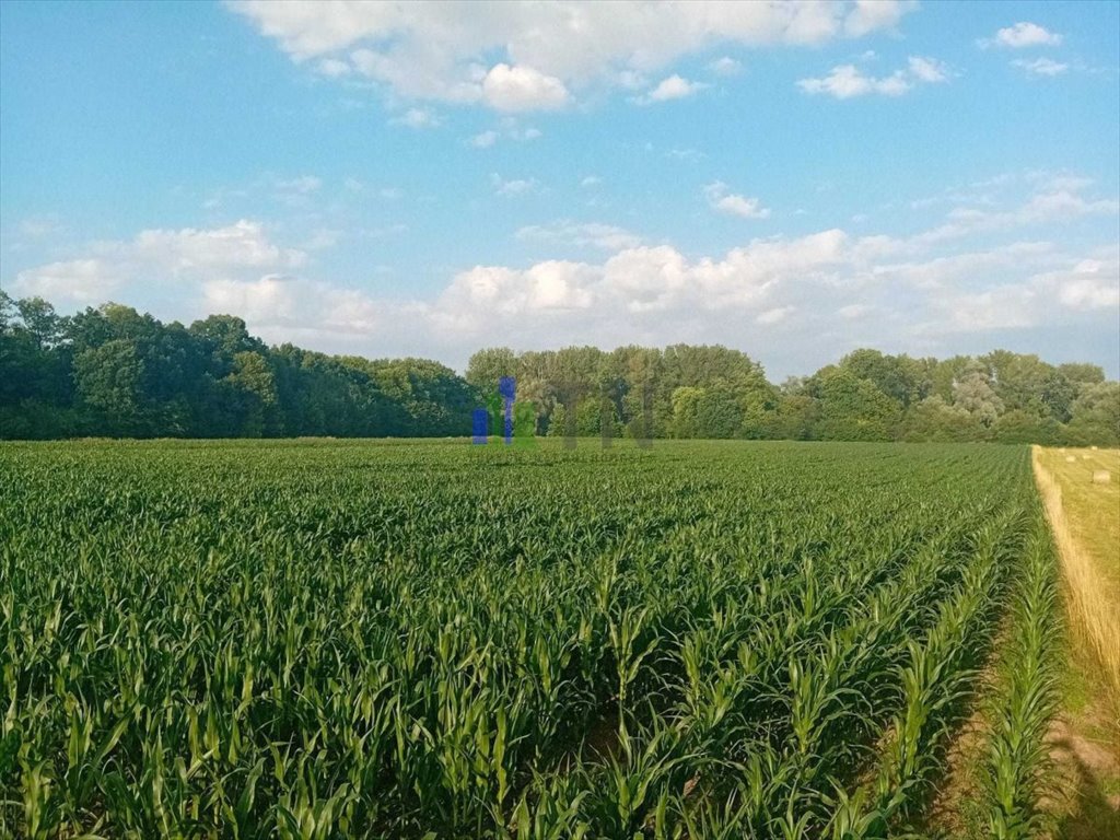 Działka rolna na sprzedaż Sadowice  7 400m2 Foto 8