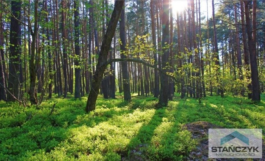 Działka 1581 m2 w Dziwnowie, las, blisko plaży Dziwnów  1 581m2 Foto 1