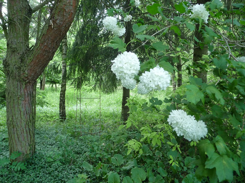 Działka rekreacyjna na sprzedaż powiat kutnowski  17 700m2 Foto 12