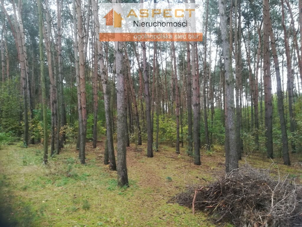 Działka leśna na sprzedaż Liszyno  1 740m2 Foto 7