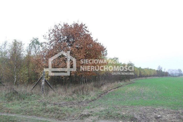 Działka leśna na sprzedaż Stare Gronowo 49 000m2 Foto 1 Działka leśna na sprzedaż Stare Gronowo 49 000m2 Foto 1