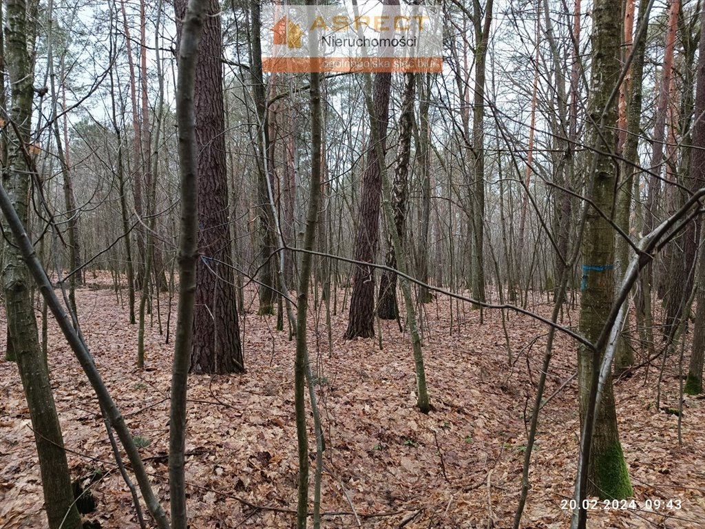 Działka leśna na sprzedaż Sieniawa, Leżachów  6 700m2 Foto 3
