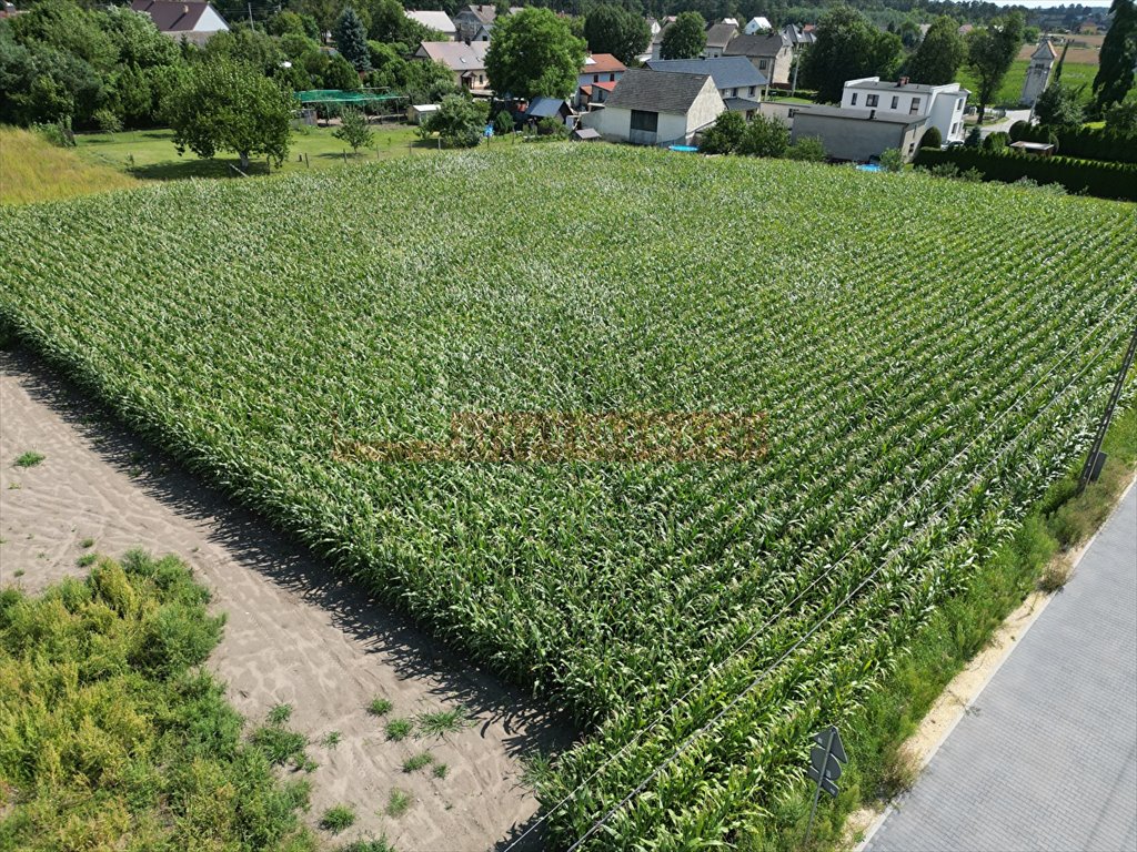 Działka inna na sprzedaż Chorula  1 250m2 Foto 5