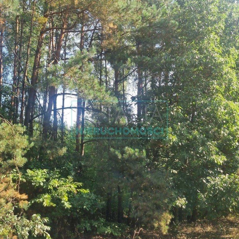 Działka leśna z prawem budowy na sprzedaż Prace Duże  11 290m2 Foto 2