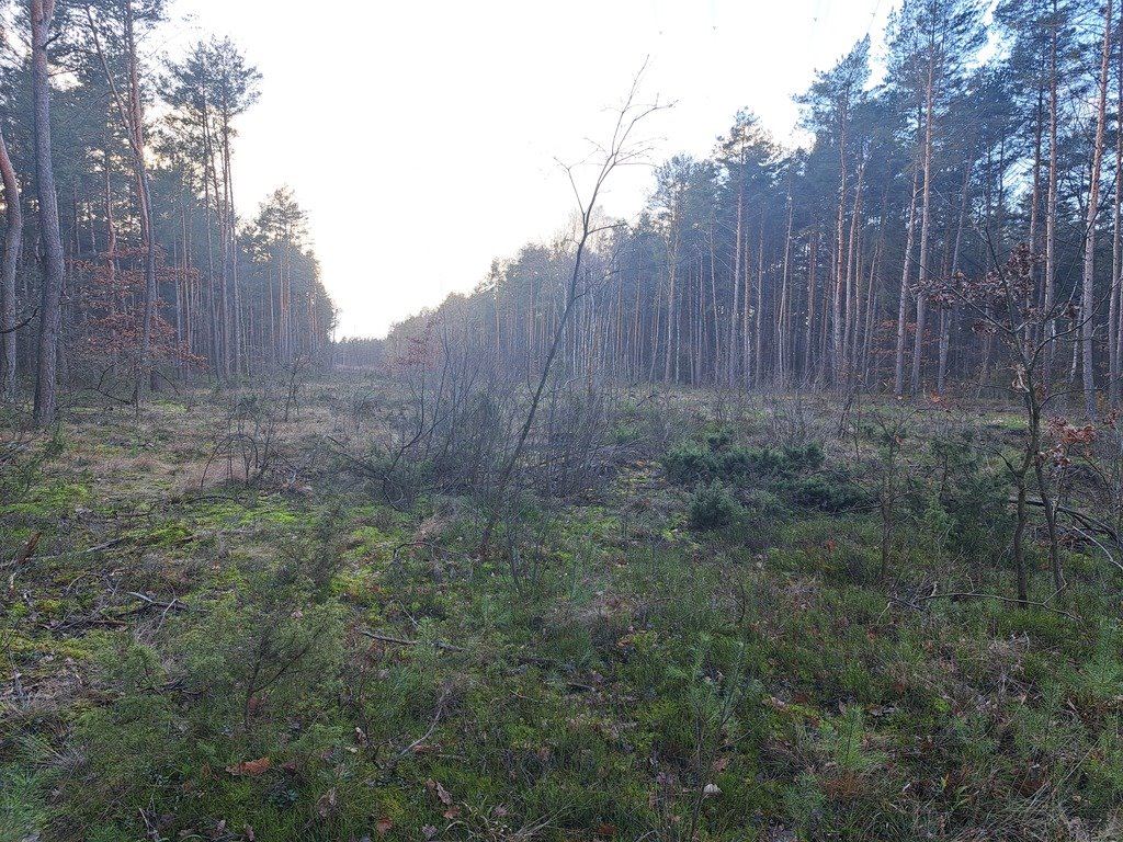 Działka leśna na sprzedaż Ołdaki  28 300m2 Foto 9