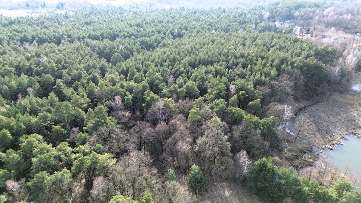Lokal użytkowy na sprzedaż Tartak  52 600m2 Foto 32