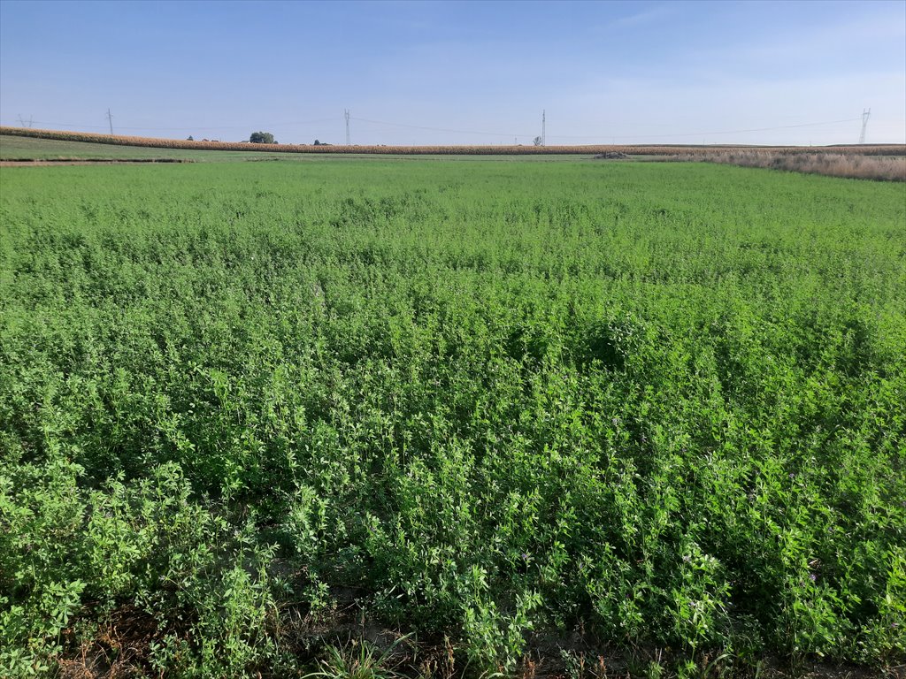 Działka rolna na sprzedaż Głogowo  1 532m2 Foto 5