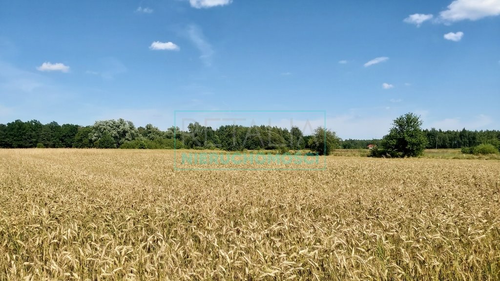 Działka rolna na sprzedaż Radziejowice  16 400m2 Foto 2