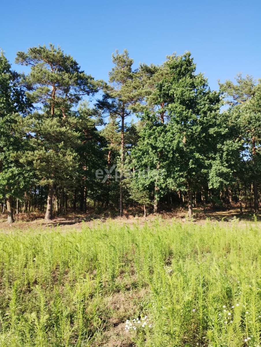 Działka rolna na sprzedaż Blinno  15 000m2 Foto 12