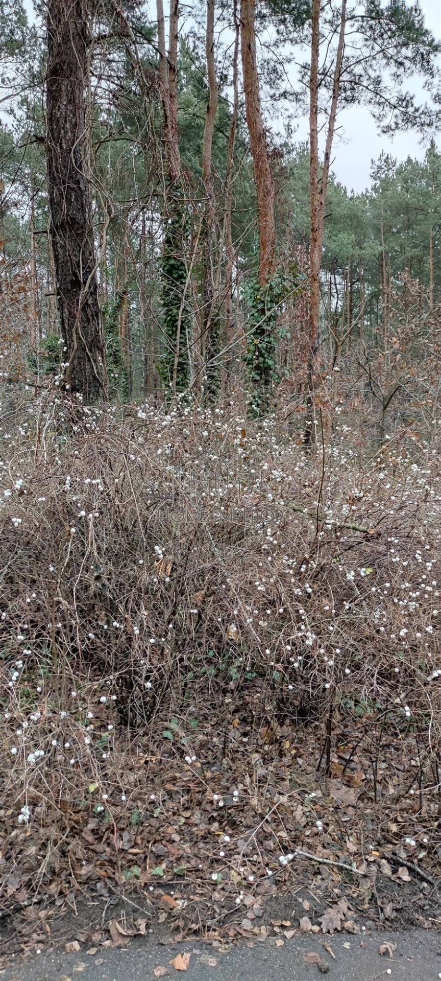 Działka budowlana na sprzedaż Warszawa, Wawer, Międzylesie, Ostów  1 710m2 Foto 7