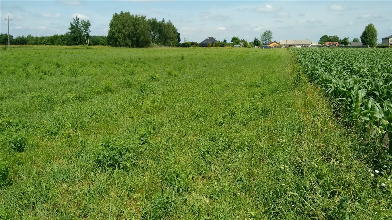 Działka 3000 m² w Kampinosie - inwestycja i kontakt z naturą. Komorów  3 000m2 Foto 1