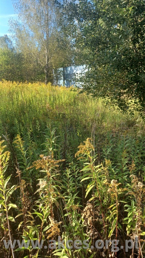 Działka budowlana 1157 m2 w Głoskowie, media, asfalt Głosków  1 157m2 Foto 1