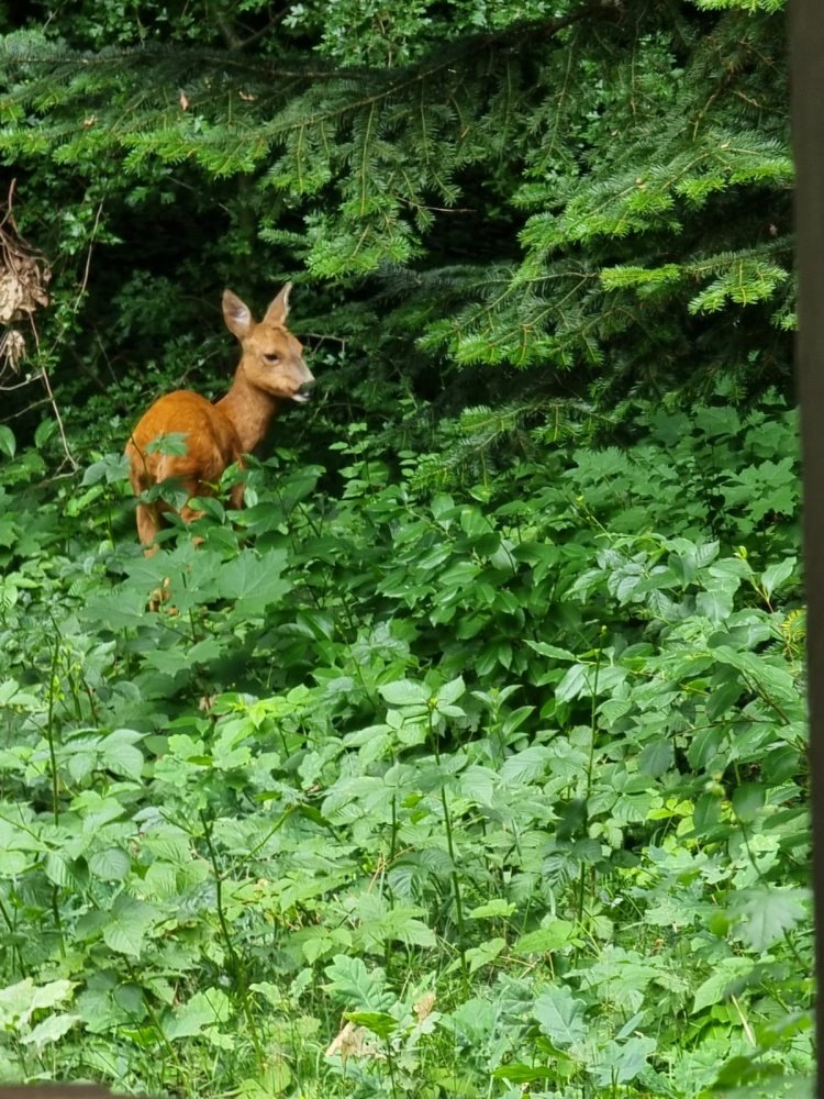 Działka budowlana na sprzedaż Piaseczno  4 000m2 Foto 1