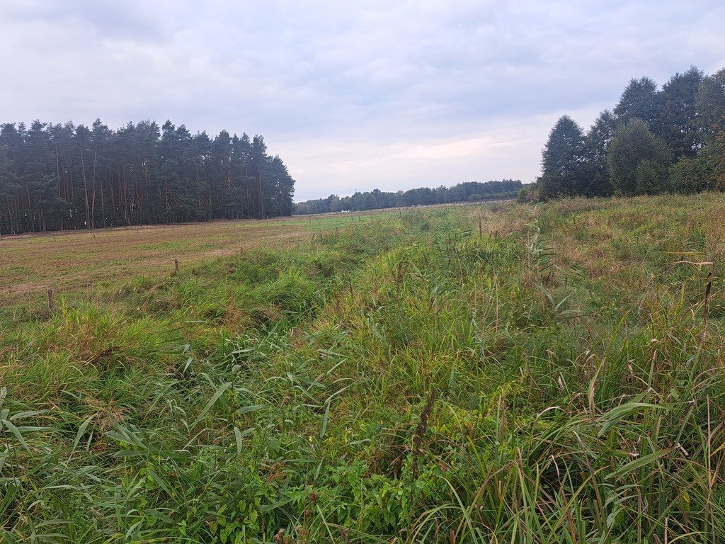 Działka rolna na sprzedaż Olszewka  3 000m2 Foto 17