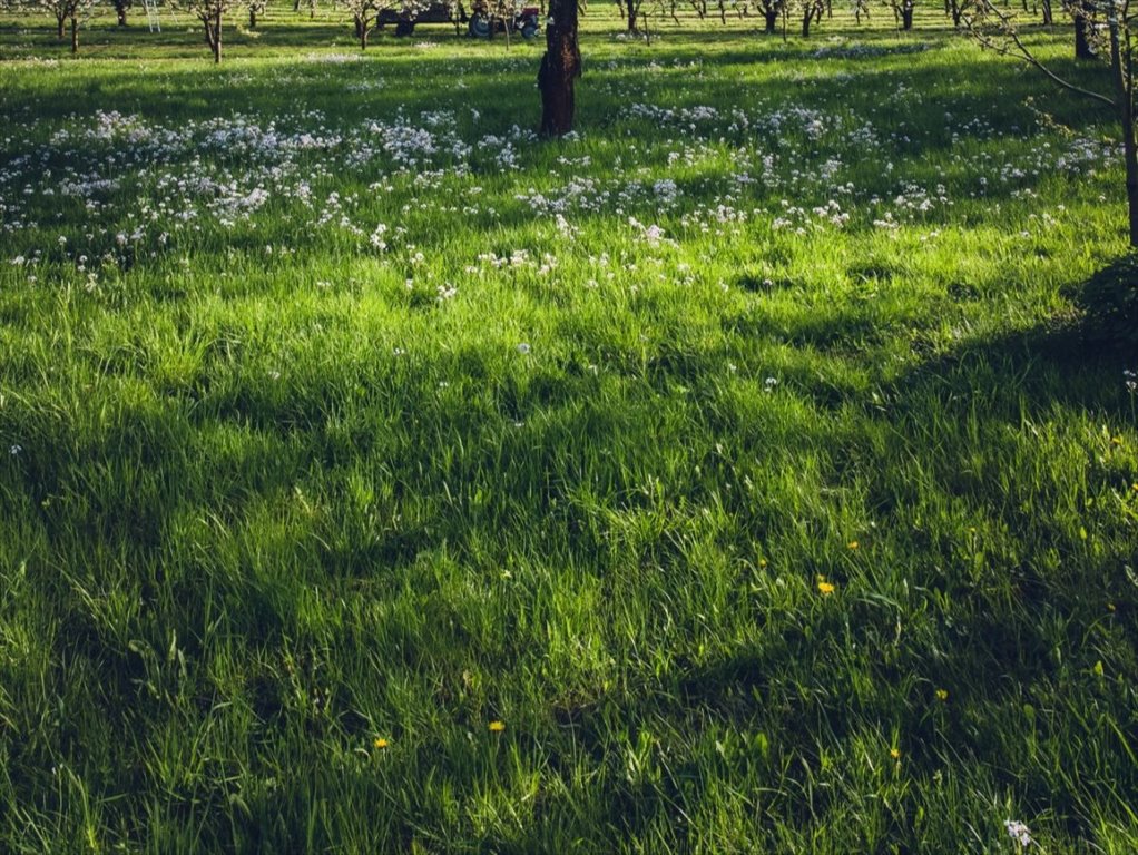 Działka budowlana na sprzedaż Suraż  1 800m2 Foto 1