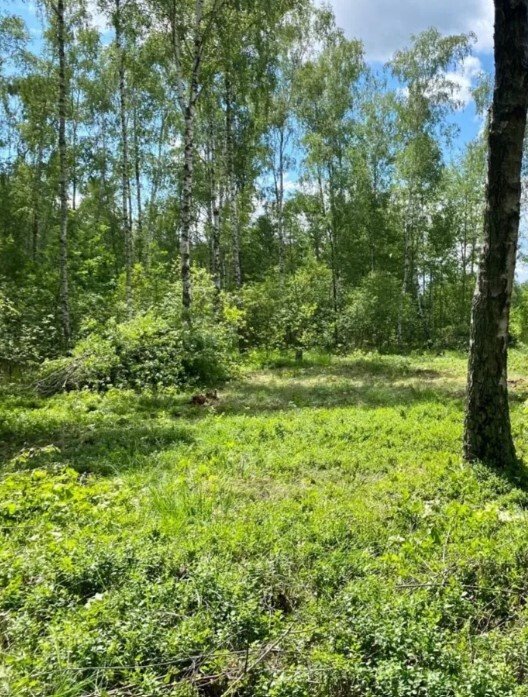 Działka budowlana na sprzedaż Łosie  1 000m2 Foto 2