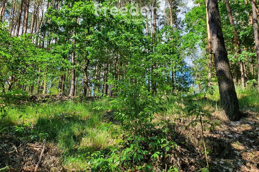 Działka inna na sprzedaż Kruszyna  25 167m2 Foto 7