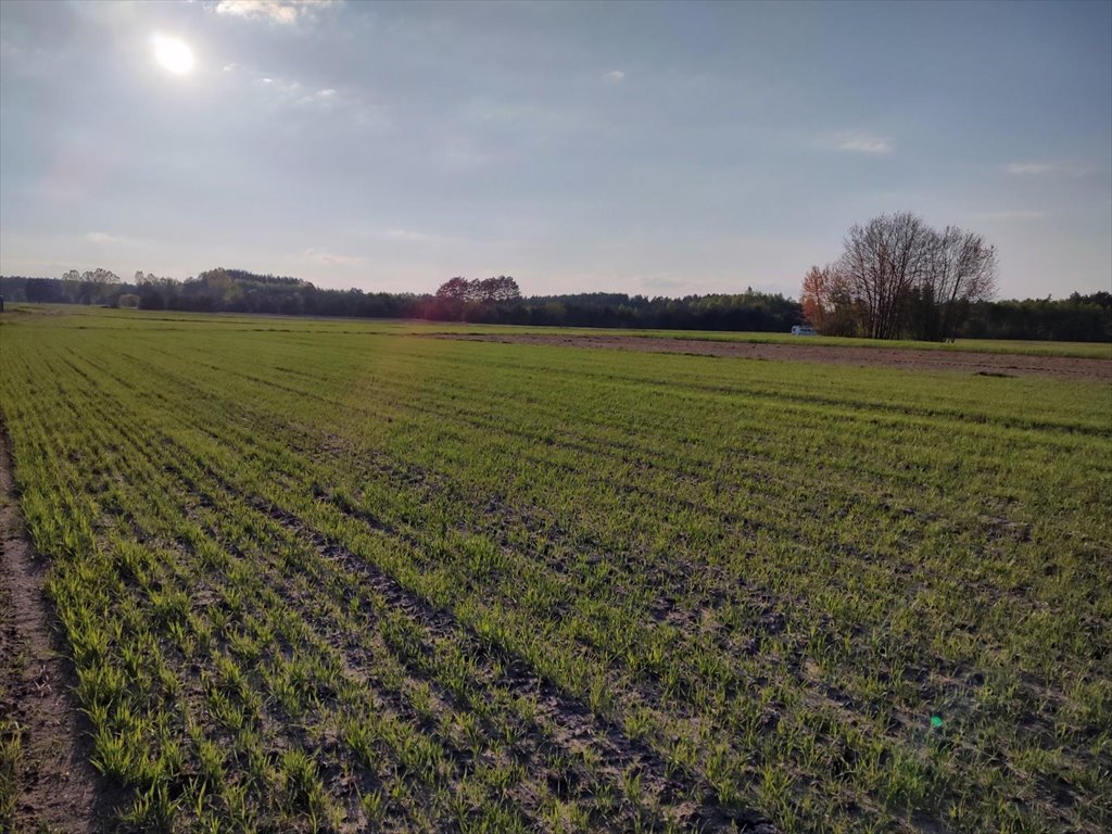 Działka rolna na sprzedaż Ostrówek  4 806m2 Foto 2