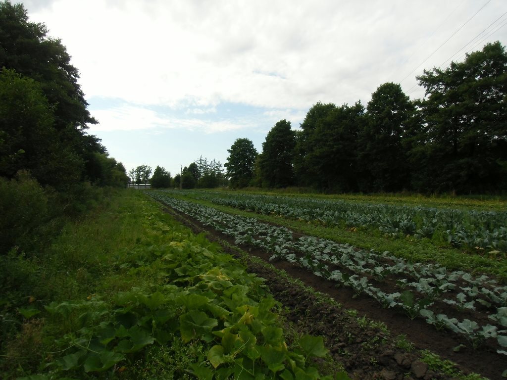 Działka budowlana na sprzedaż Rumia  8 016m2 Foto 3