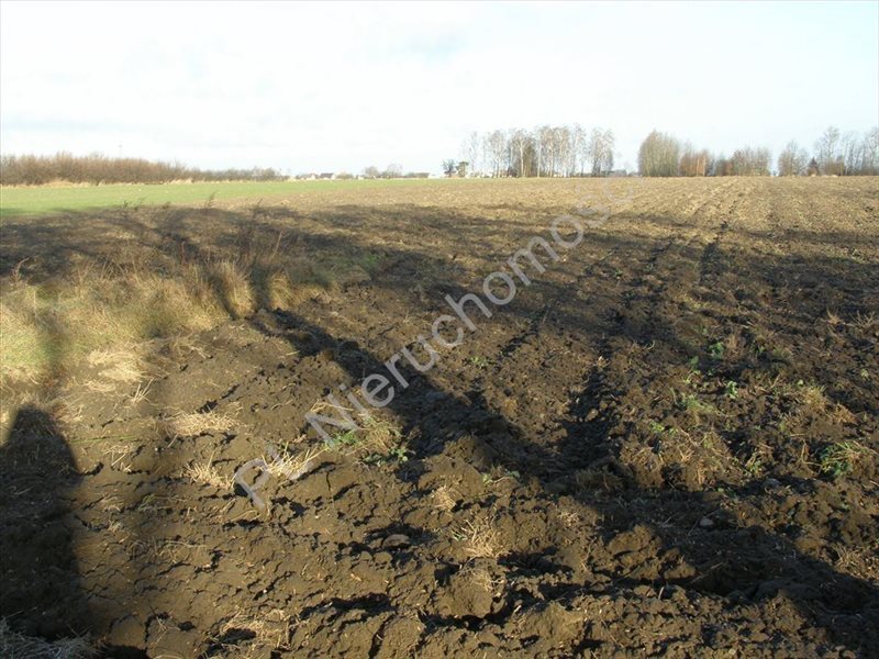 Działka rolna na sprzedaż Skierniewice, Skierniewice 50 000m2 Foto 1 Działka rolna na sprzedaż Skierniewice, Skierniewice 50 000m2 Foto 1