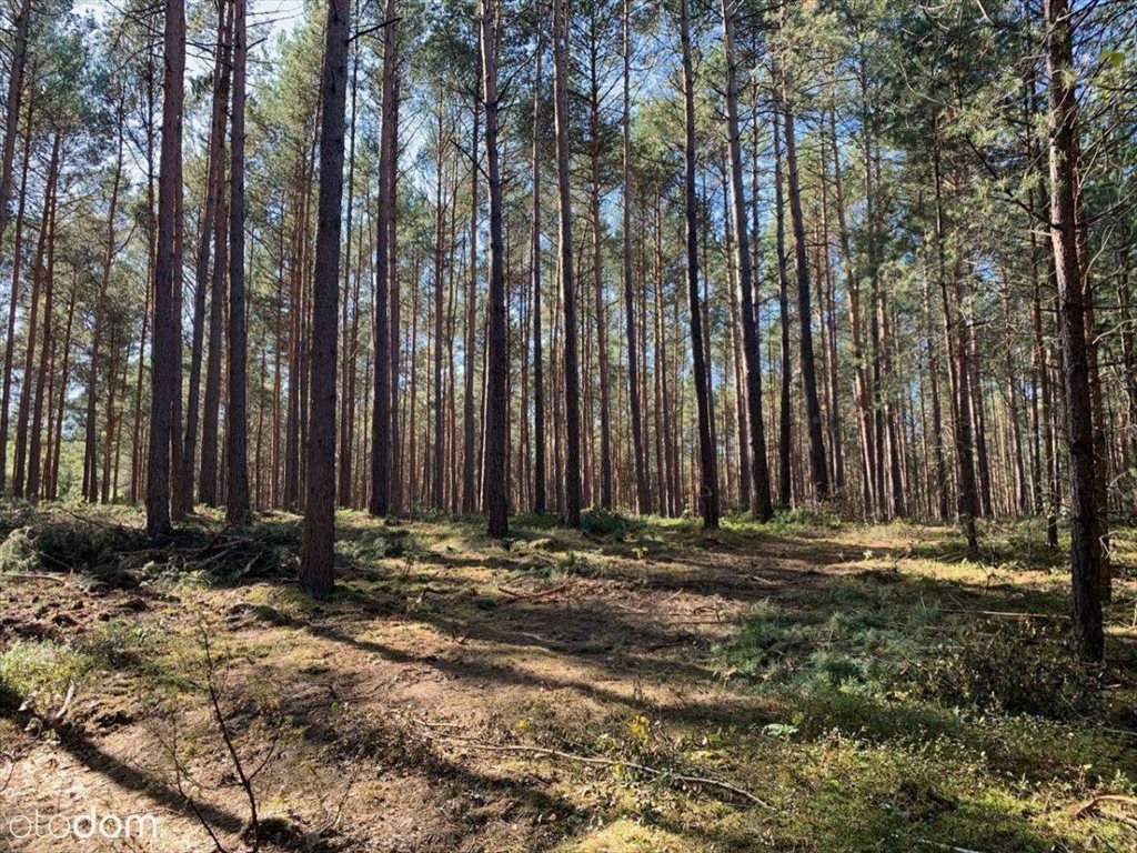 Działka leśna na sprzedaż Łowyń  5 000m2 Foto 1