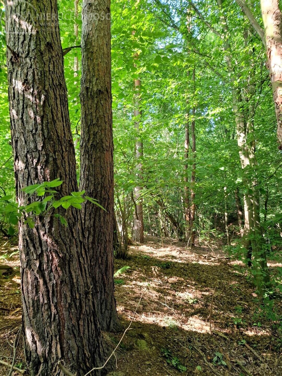 Działka leśna na sprzedaż Sitnica  8 867m2 Foto 3