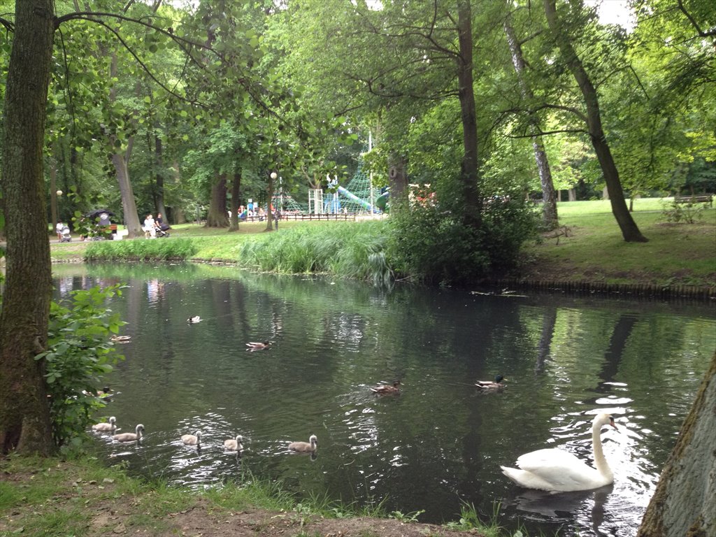 Mieszkanie dwupokojowe na wynajem Poznań, Grunwald, wojskowa  68m2 Foto 8