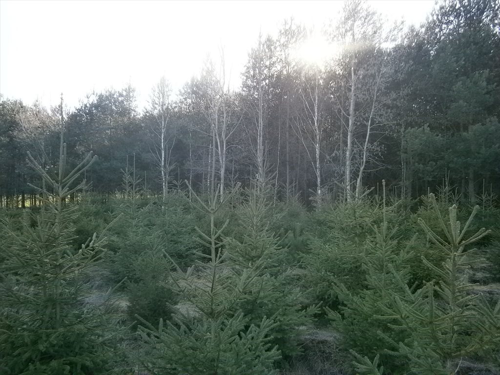 Działka leśna na sprzedaż Stara Wiśniewka  55 661m2 Foto 12