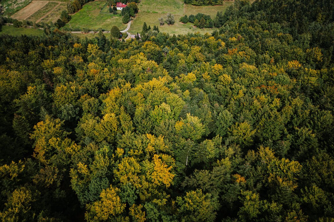 Działka leśna na sprzedaż Łęki  5 800m2 Foto 5