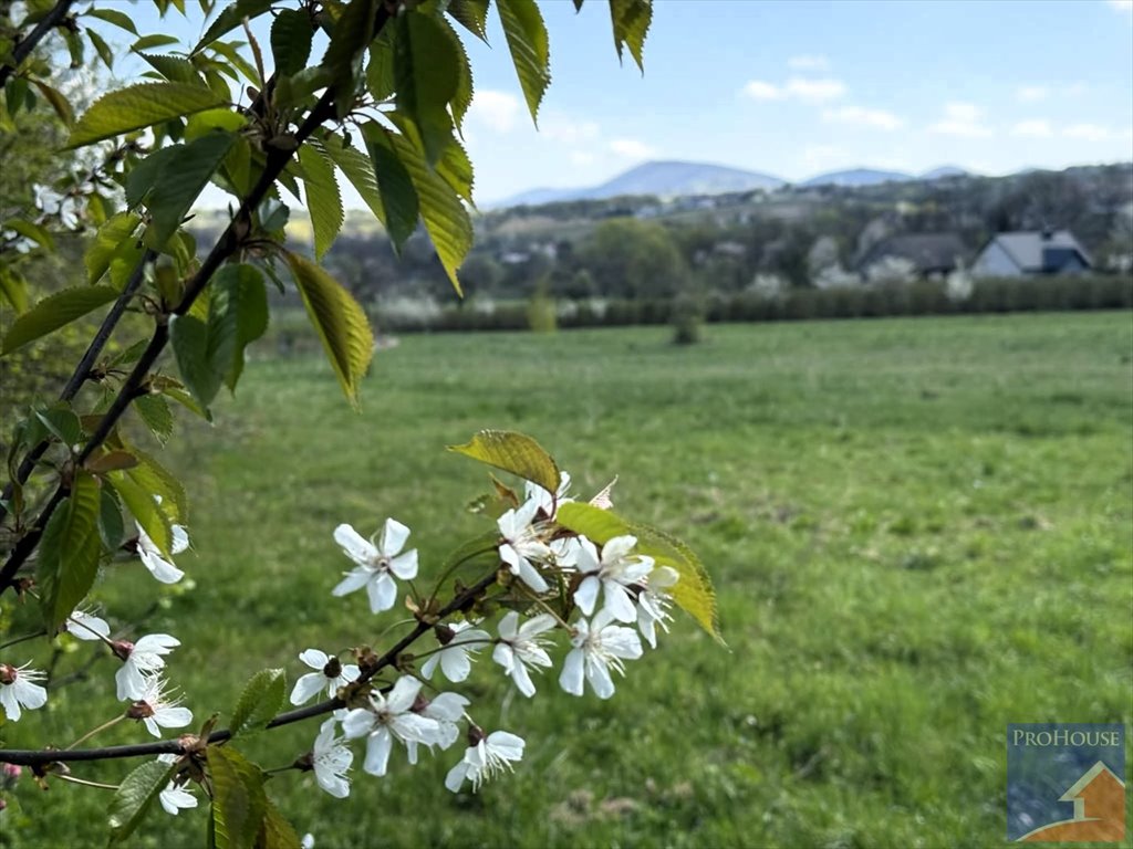 Działka 1,24 ha z planem pod zabudowę i rolną Przenosza  12 374m2 Foto 1