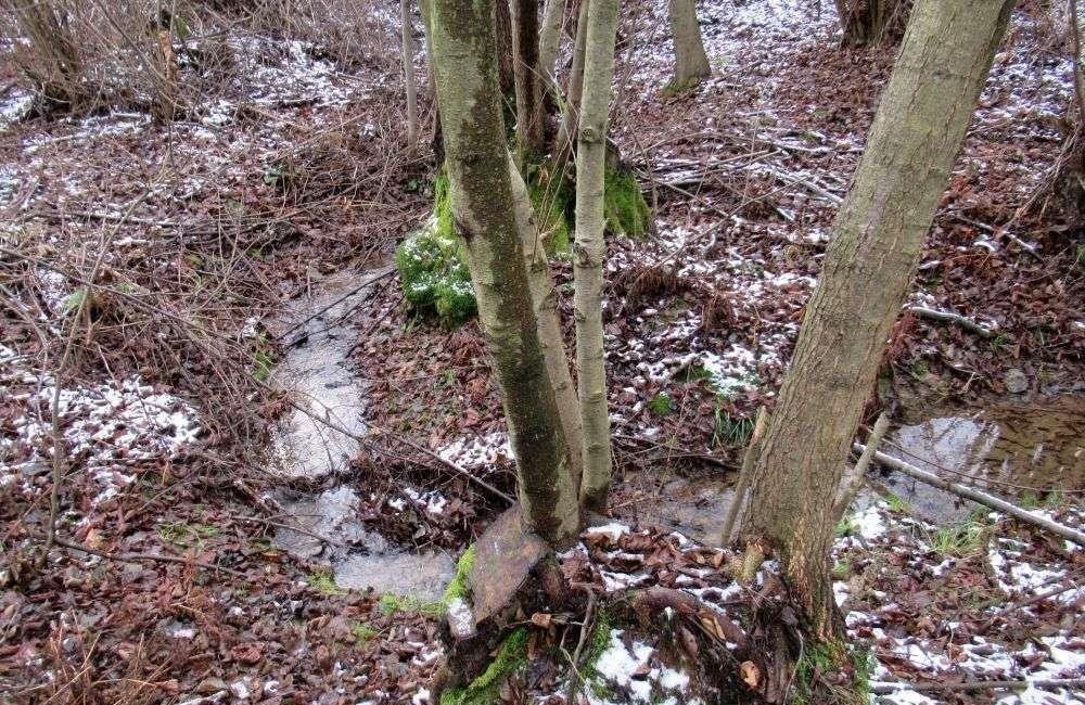 Działka budowlana na sprzedaż Ciekoty  2 900m2 Foto 6