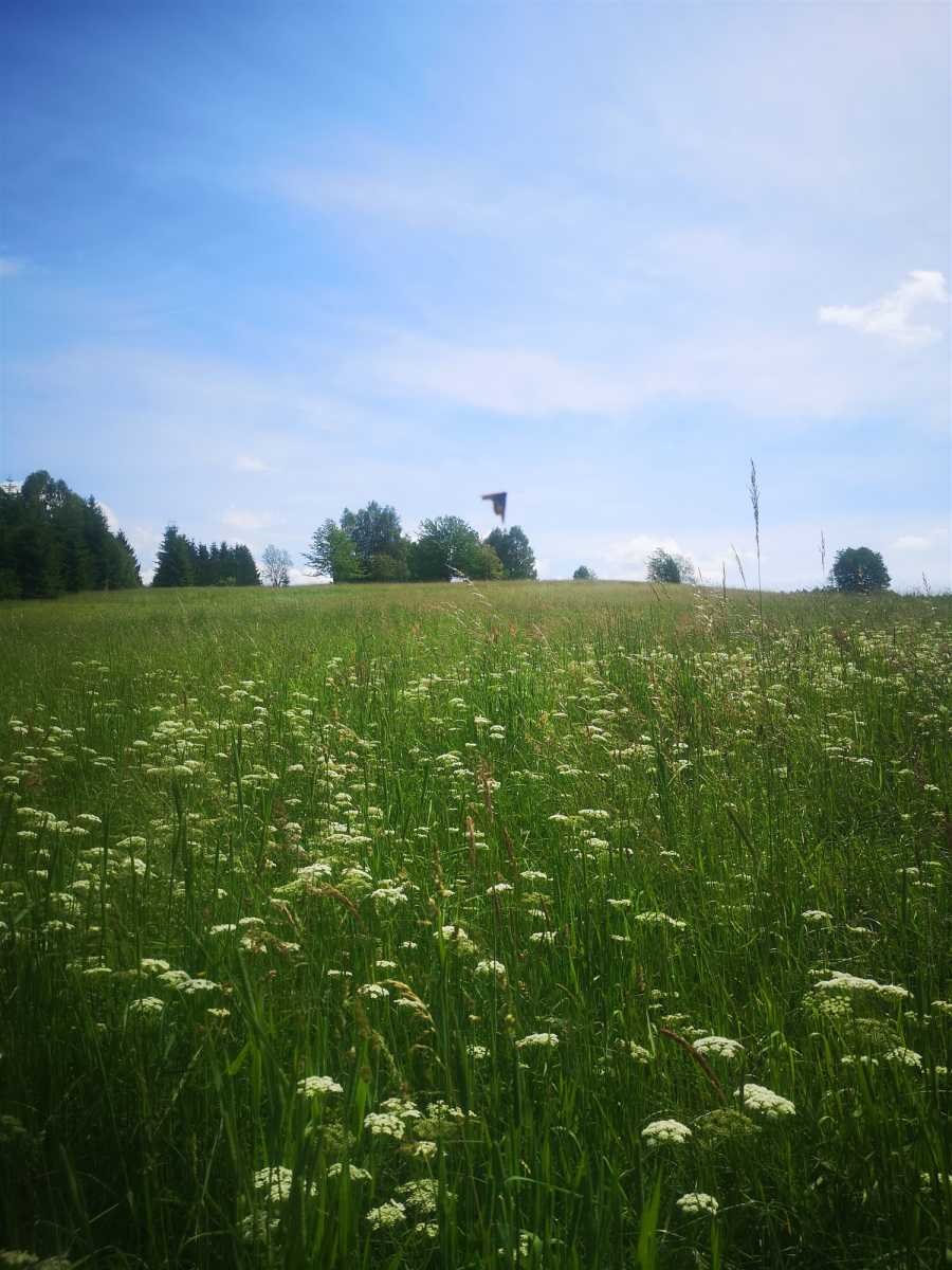 Działka gospodarstwo rolne na sprzedaż Pisary, Pisary  9 900m2 Foto 5