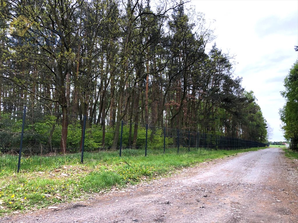 Działka leśna na sprzedaż Altanka  3 059m2 Foto 5