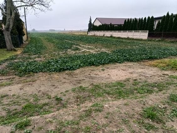 BRÓJCE | 1,65 HA | DZIAŁKA ROLNO-BUDOWLANA | MPZP | 26 ZŁ/M² Brójce  16 542m2 Foto 1