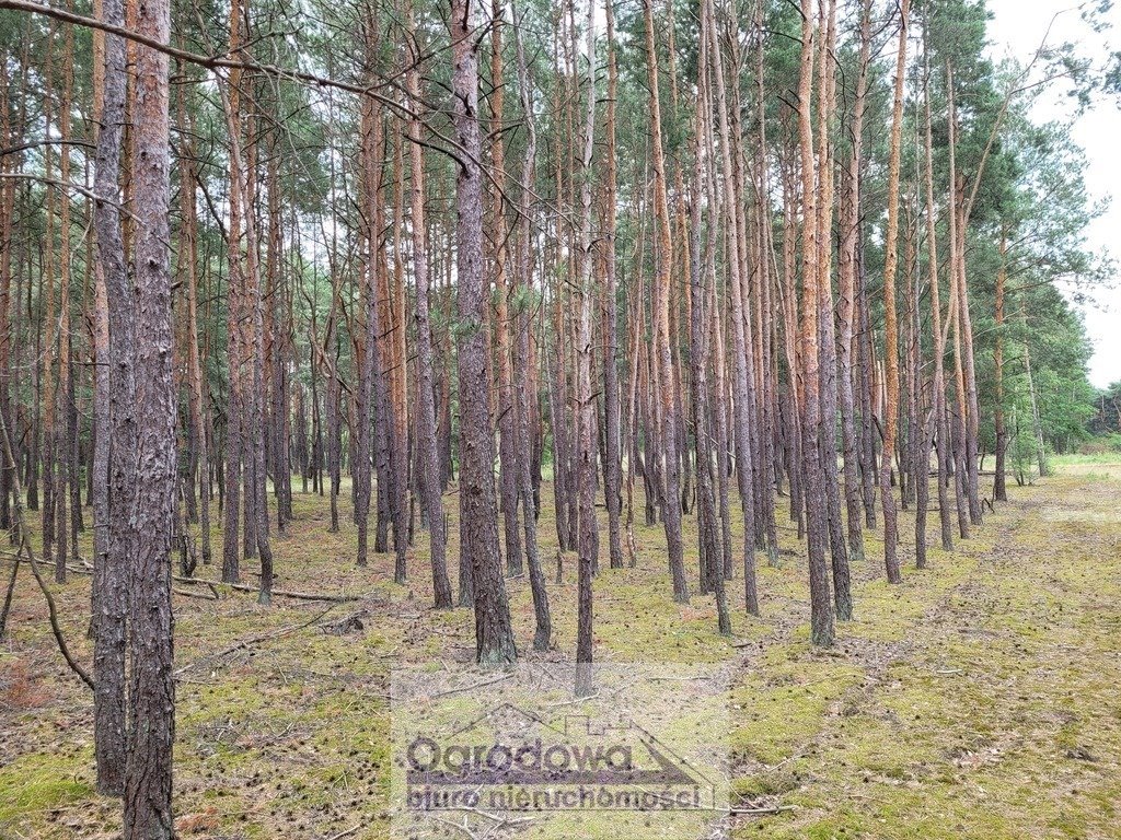 Działka rekreacyjna 3104 m² z lasem i prądem w Popowie-Letnisku Popowo-Letnisko  3 104m2 Foto 1