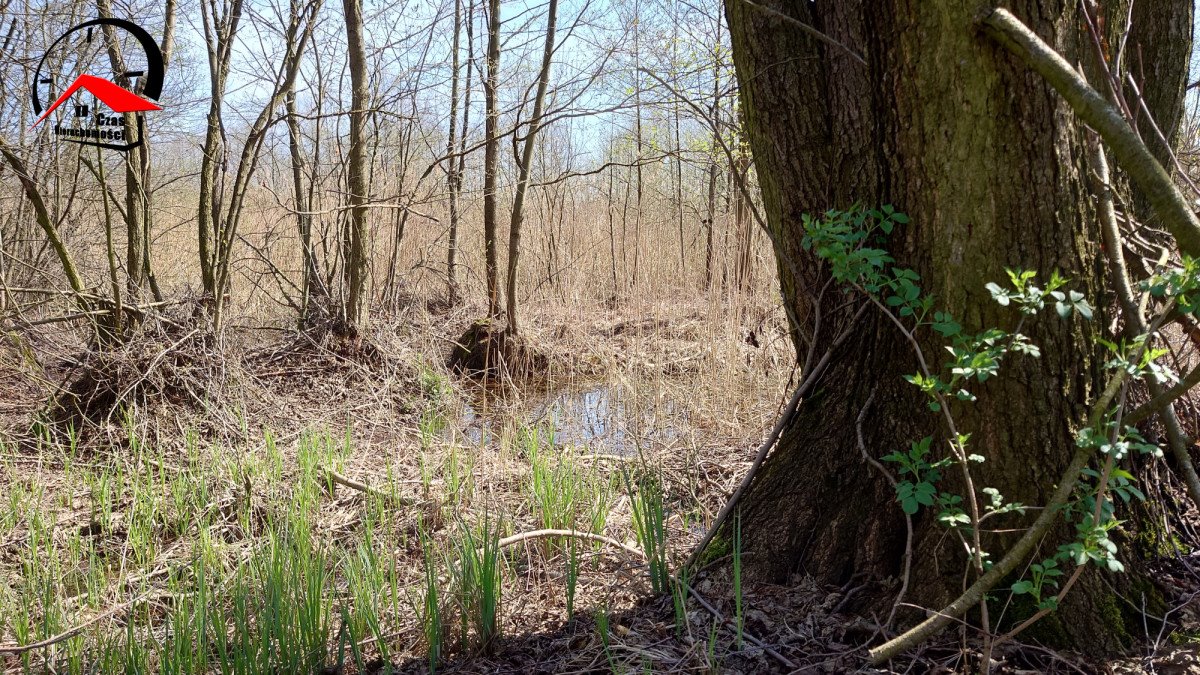 Działka gospodarstwo rolne na sprzedaż Kozjaty  8 000m2 Foto 8